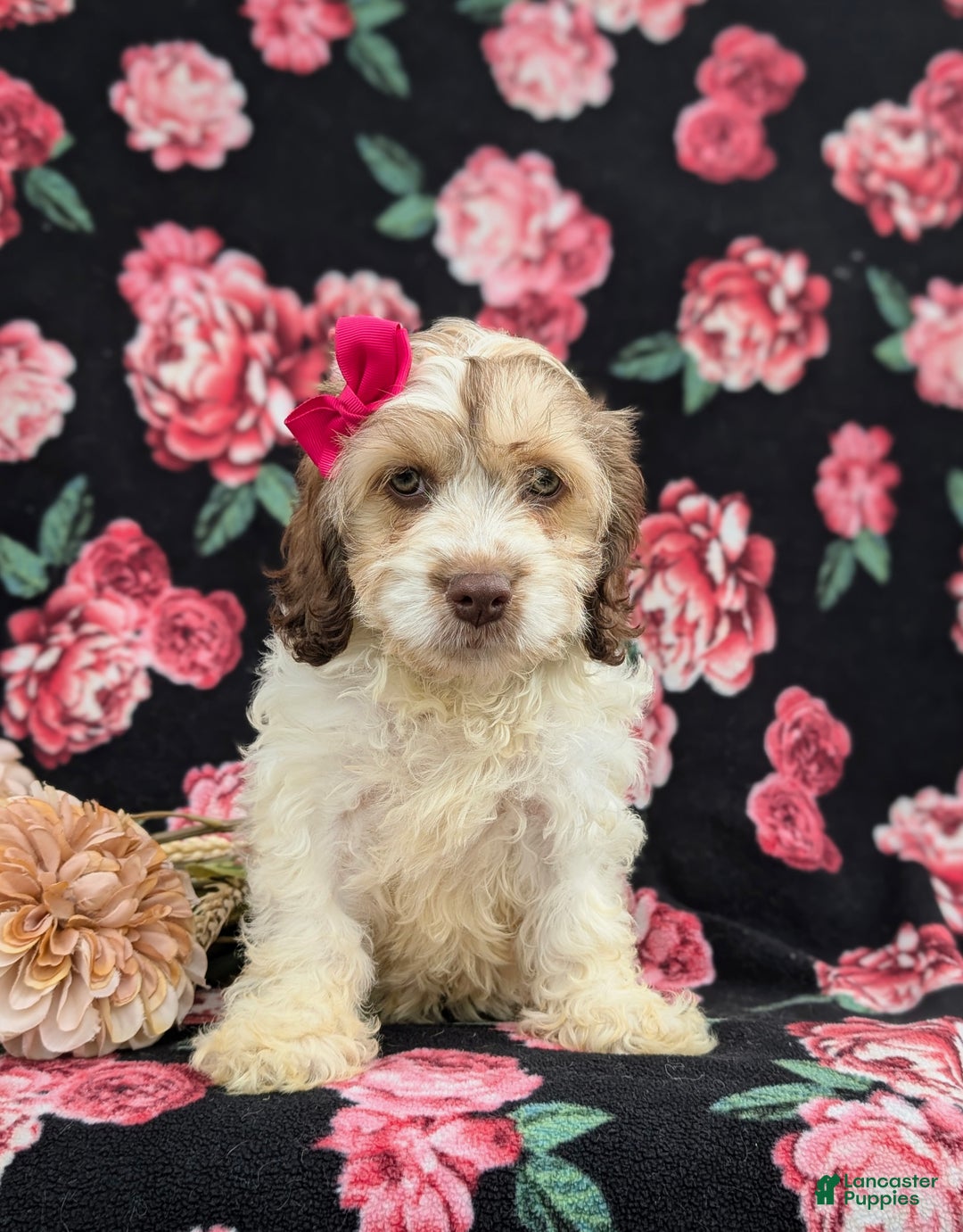 Cockapoo dogs for sale: Krystal - Ad 2
