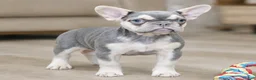 French Bulldog dogs for sale: Brooklyn - Ad 1