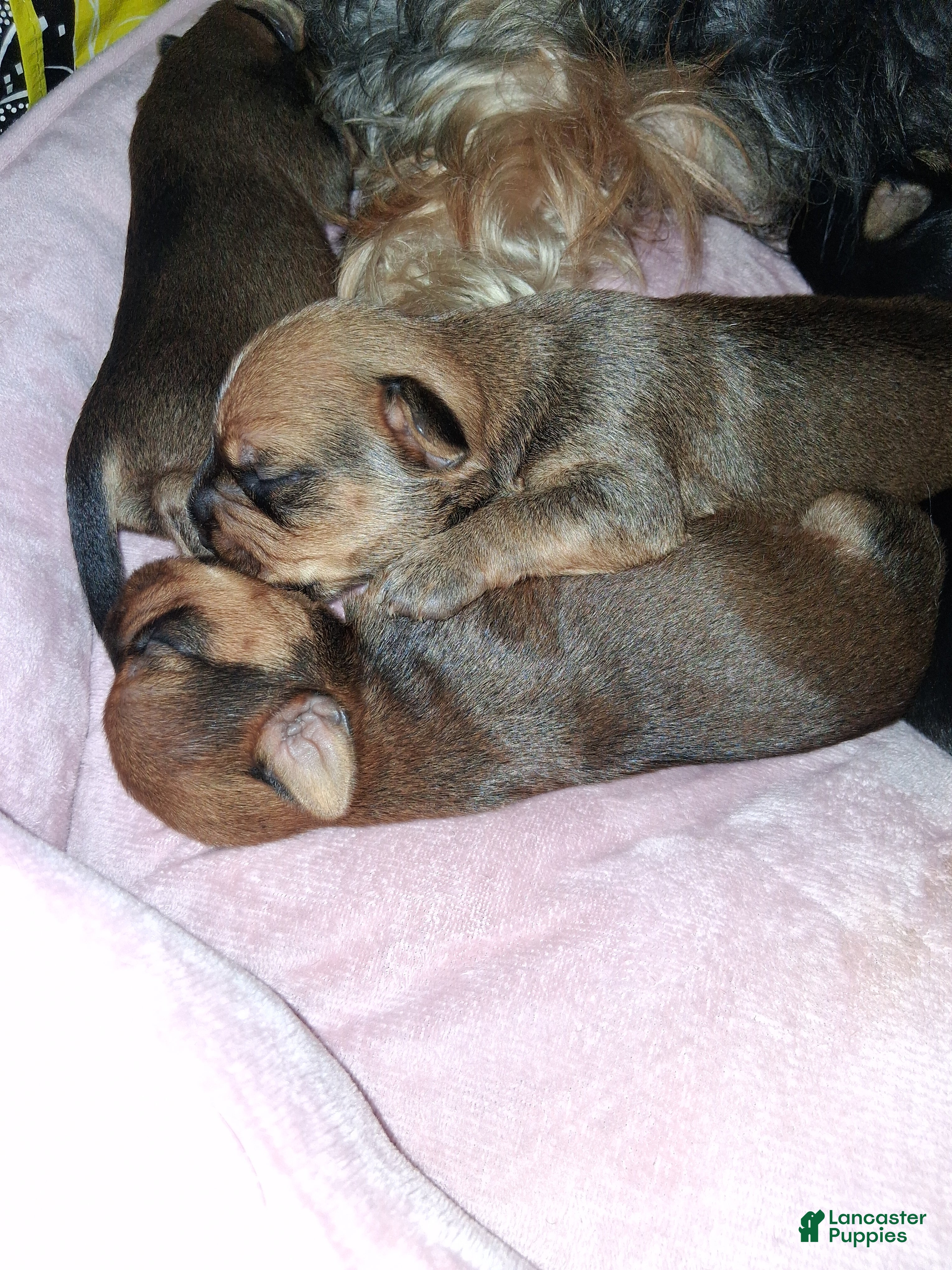 Yorkshire Terrier dogs Yorkshire Terrier Puppy 5 - Ad 21