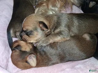 Yorkshire Terrier dogs Yorkshire Terrier Puppy 5 - Ad 21