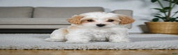 Maltipoo dogs for sale: milo - Ad 7