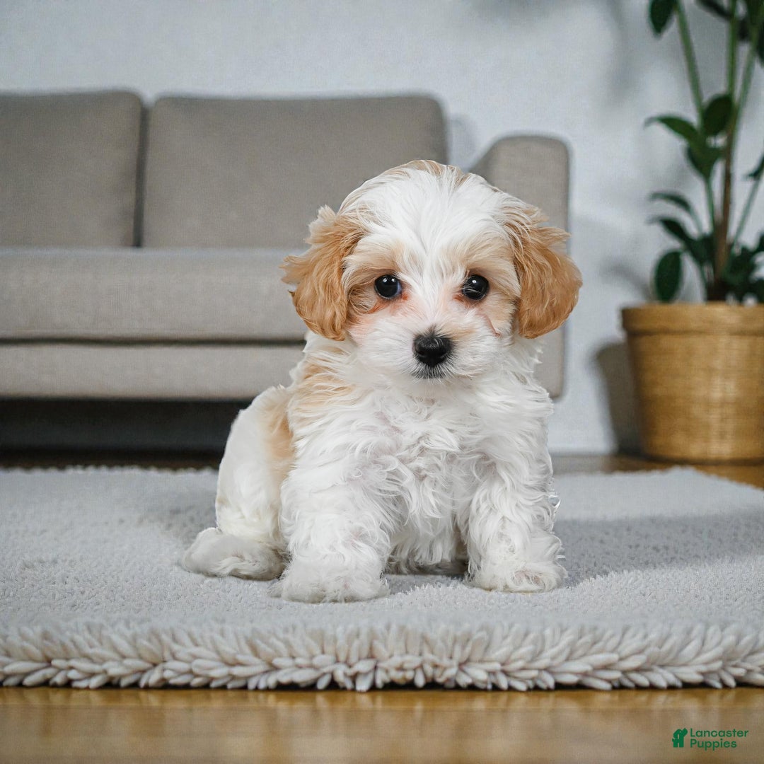 Maltipoo dogs for sale: milo - Ad 7