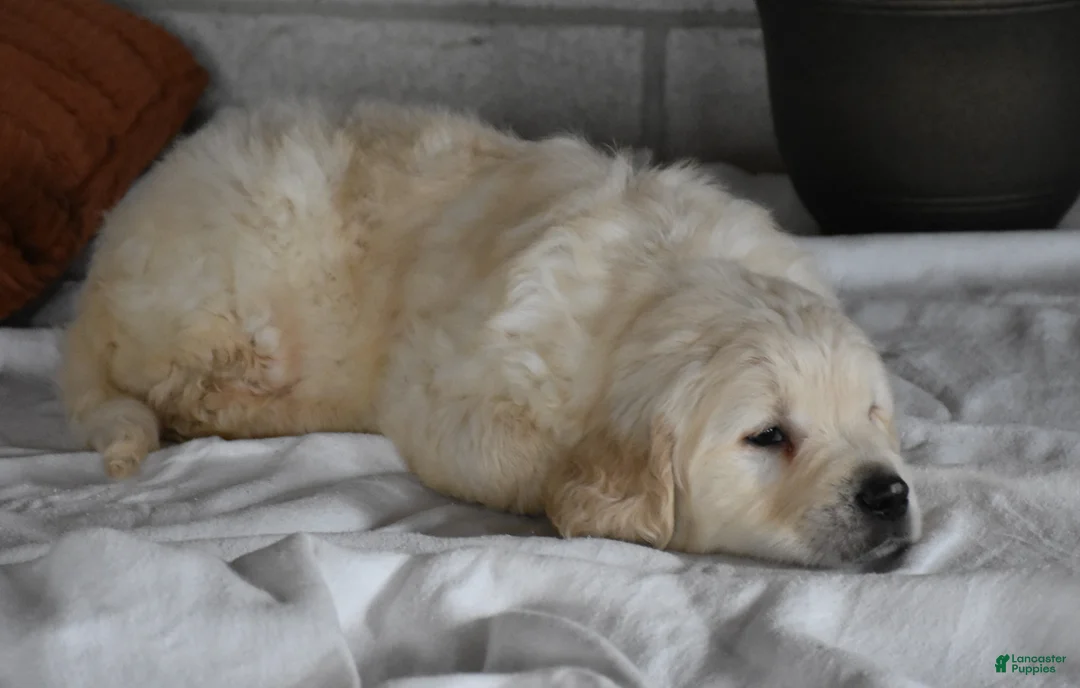 Golden Retriever dogs for sale: Cleo Genetic/OFA  - Ad 20
