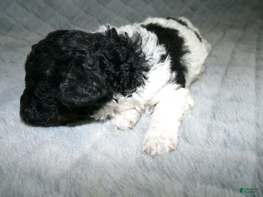 Miniature Poodle dogs for sale: Miniature Poodle Puppy 2 - Ad 2