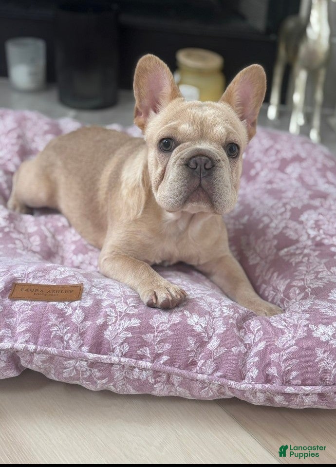 French Bulldog dogs Oreo - Ad 2