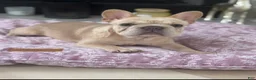 French Bulldog dogs for sale: Oreo - Ad 2