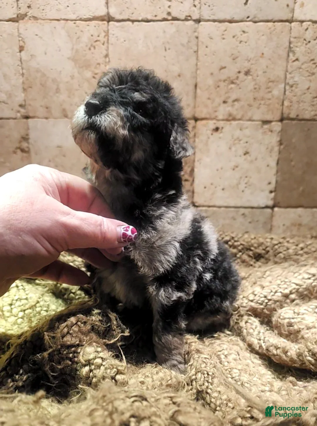Goldendoodle dogs for sale: Braxton Goldendoodle Puppy 2 - Ad 13