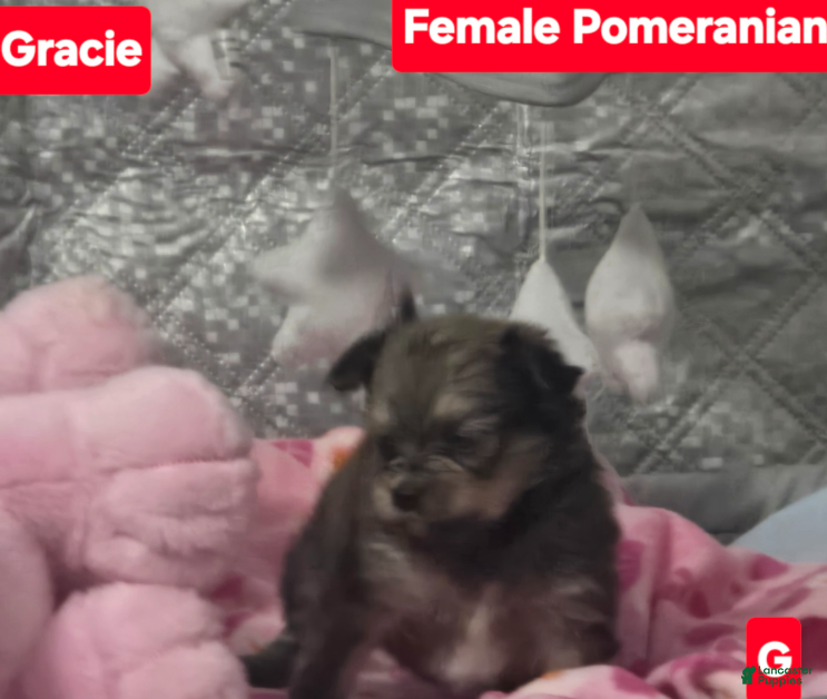 Pomeranian dogs Gracie - Ad 42