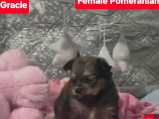 Pomeranian dogs Gracie - Ad 42