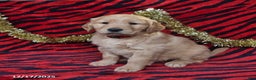 Golden Retriever dogs for sale: Rocket - Ad 3