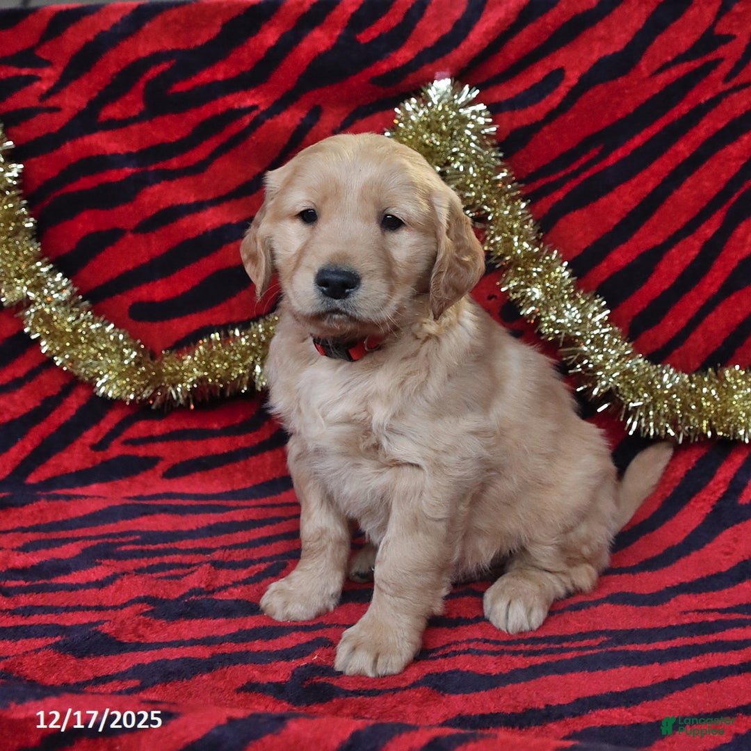 Golden Retriever dogs for sale: Rocket - Ad 3