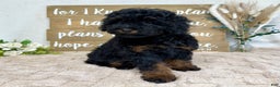 Toy Poodle dogs for sale: Bear - Ad 1