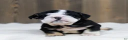 English Bulldog dogs for sale: Inky Shadow English Bulldog Puppy  - Ad 2