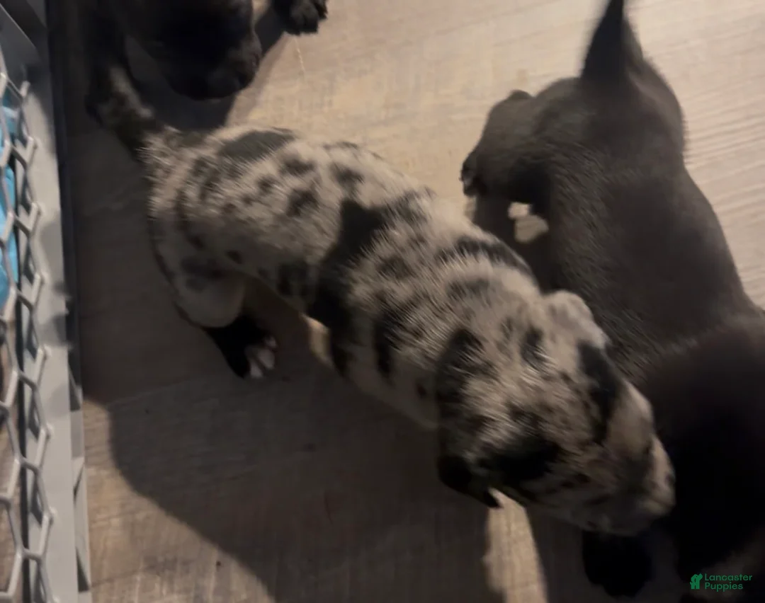Mixed Breed dogs for sale: Mixed Breed Puppy 1 - Ad 1