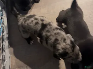 Mixed Breed dogs Mixed Breed Puppy 1 - Ad 36