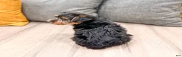 Yorkshire Terrier dogs for sale: Isaac - Ad 5