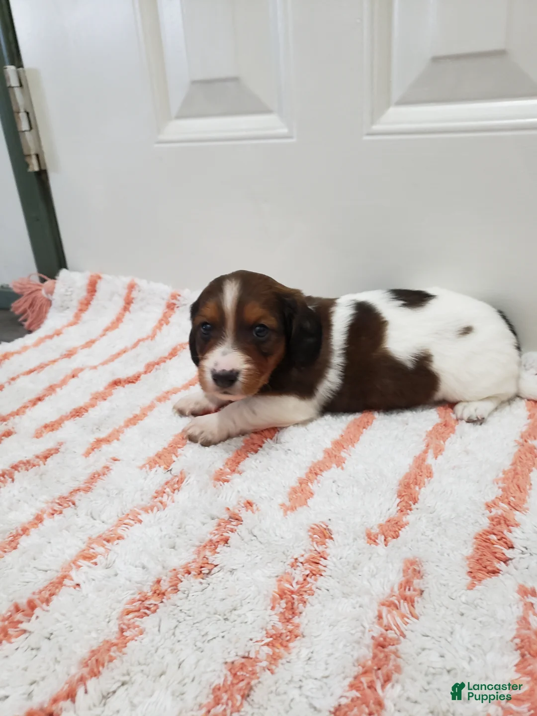 Miniature Dachshund dogs for sale: Rex - Ad 2