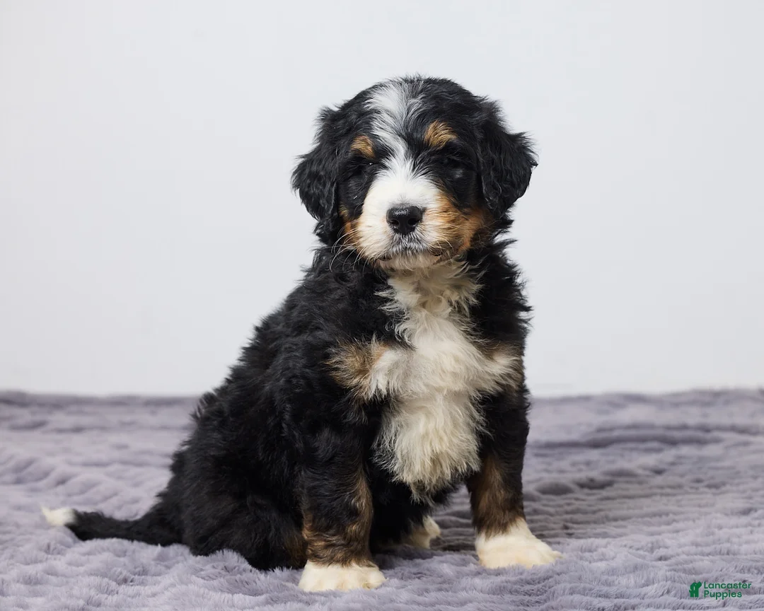 Bernedoodle dogs for sale: Kory - Ad 1
