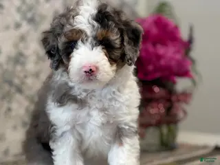 Mini Sheepadoodle dogs for sale: Amber - Ad 1