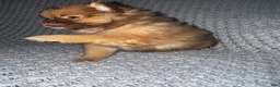 Pomeranian dogs for sale: Daisy - Ad 3
