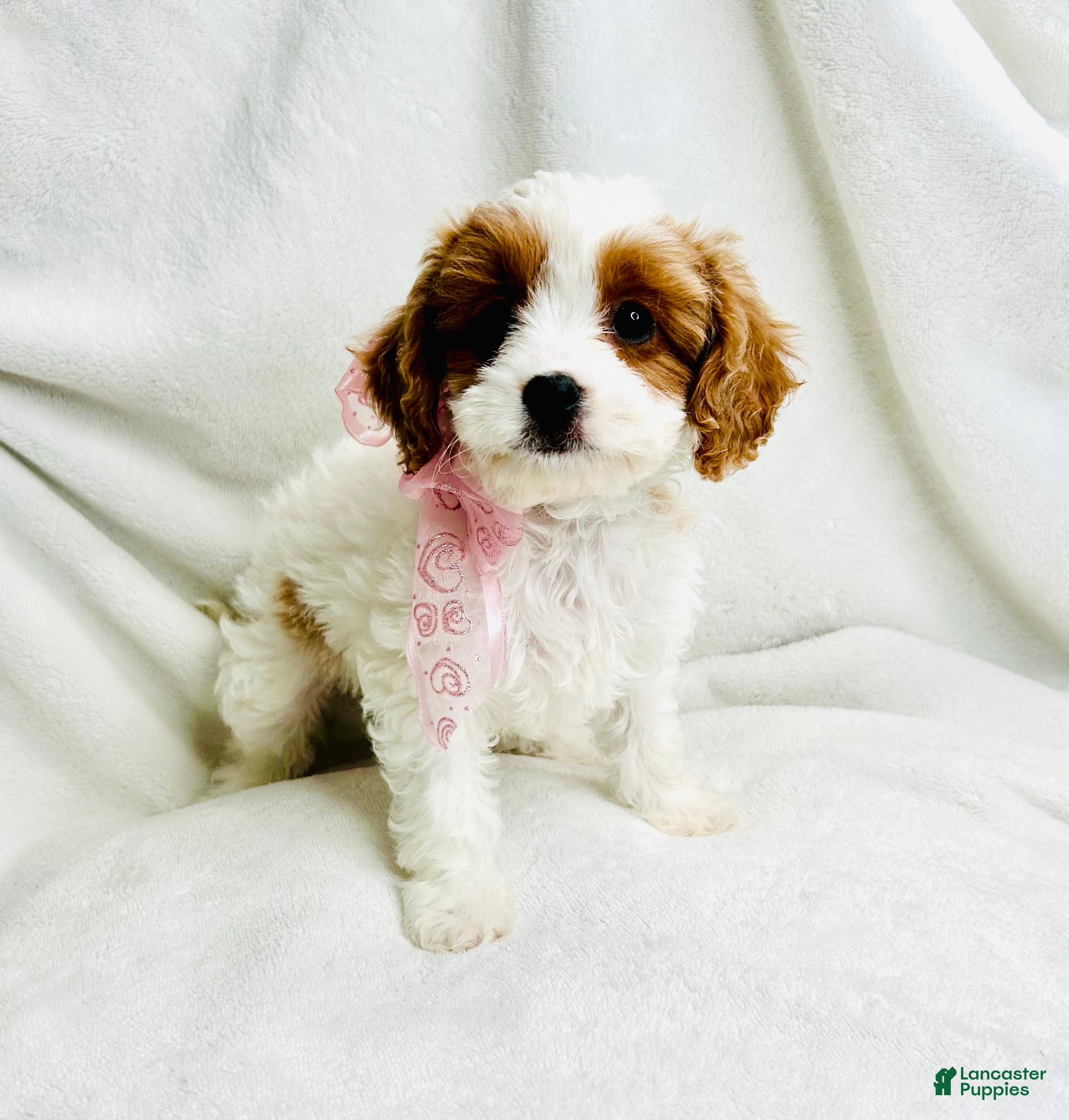 Cavapoo dogs Daphne 💗 - Ad 2