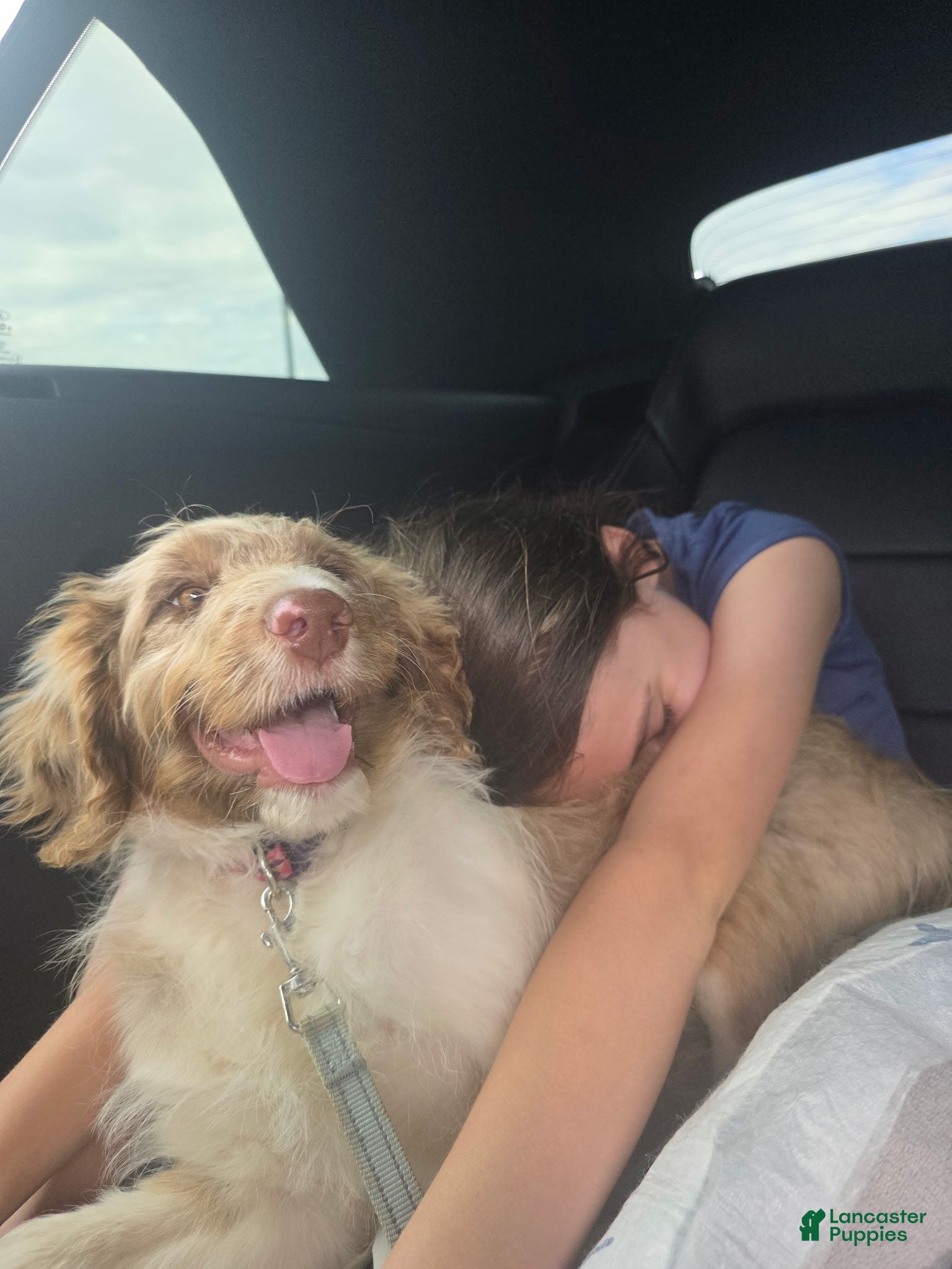 Aussiedoodle dogs Latigo  - Ad 2