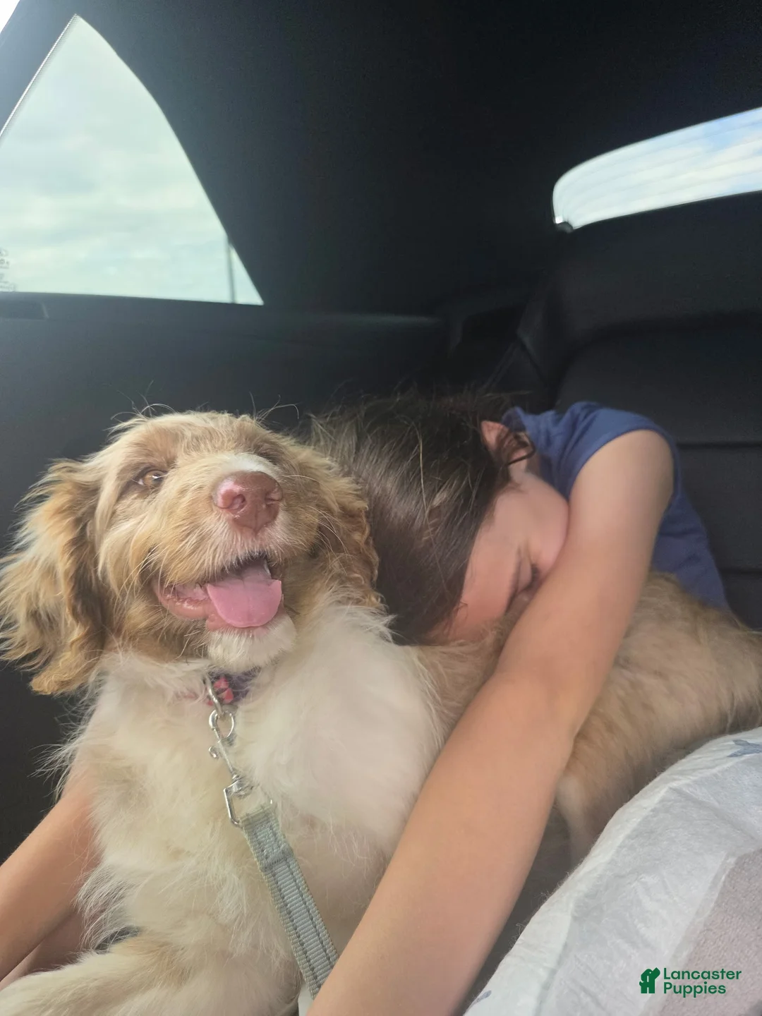 Aussiedoodle dogs for sale: Latigo  - Ad 2