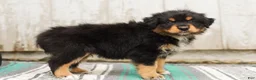 Australian Shepherd dogs for sale: Tucker - Ad 6