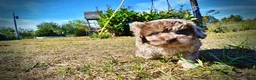 Havapoo dogs for sale: Picasso - Ad 28