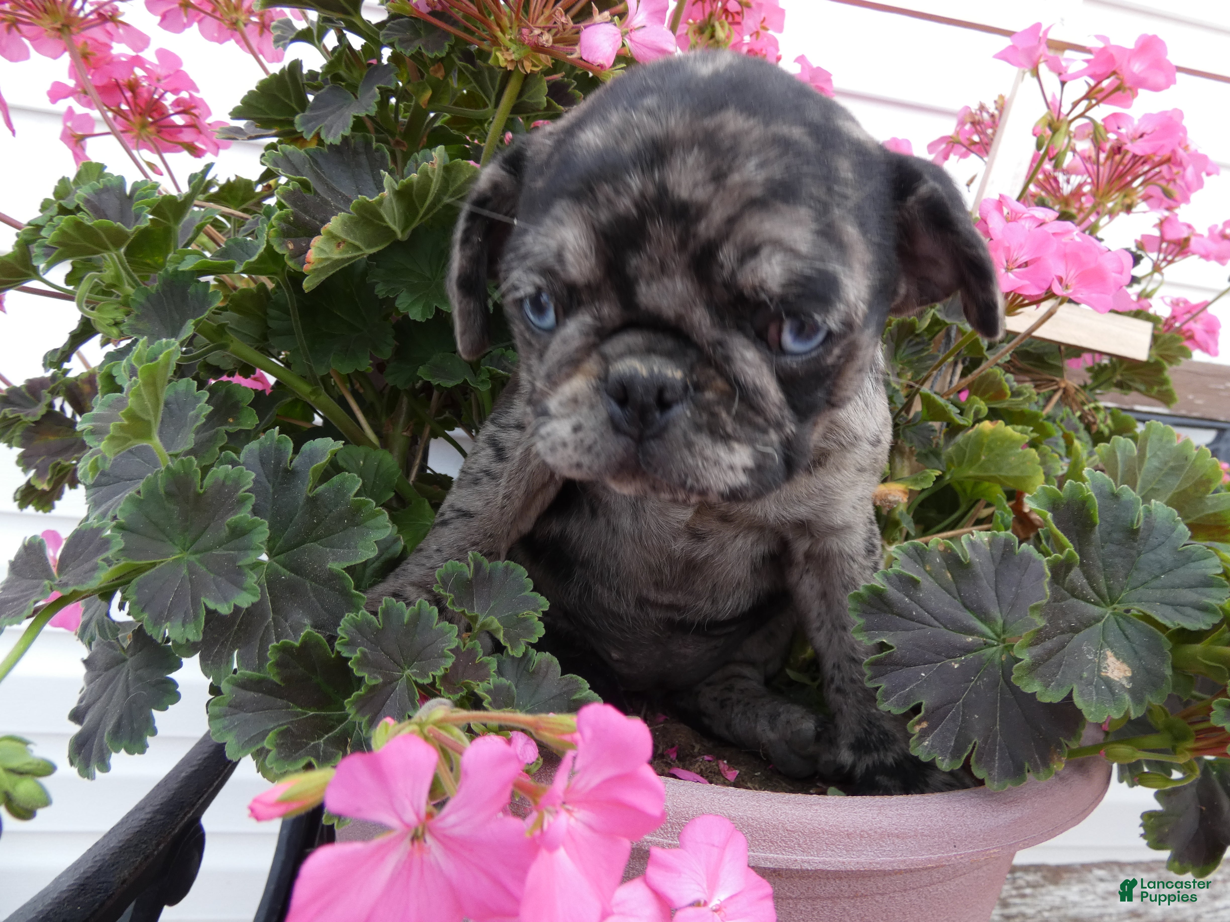 Pug dogs Pug 5 Bella - Ad 41
