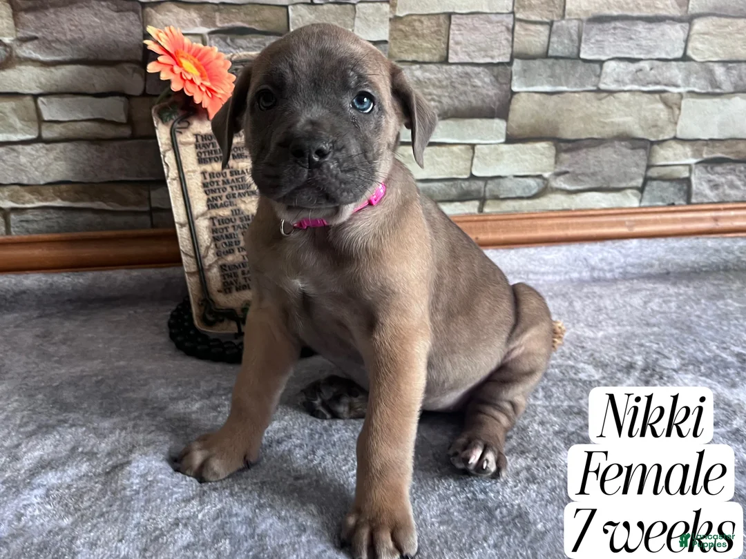 Cane Corso dogs for sale: Nikki - Ad 3