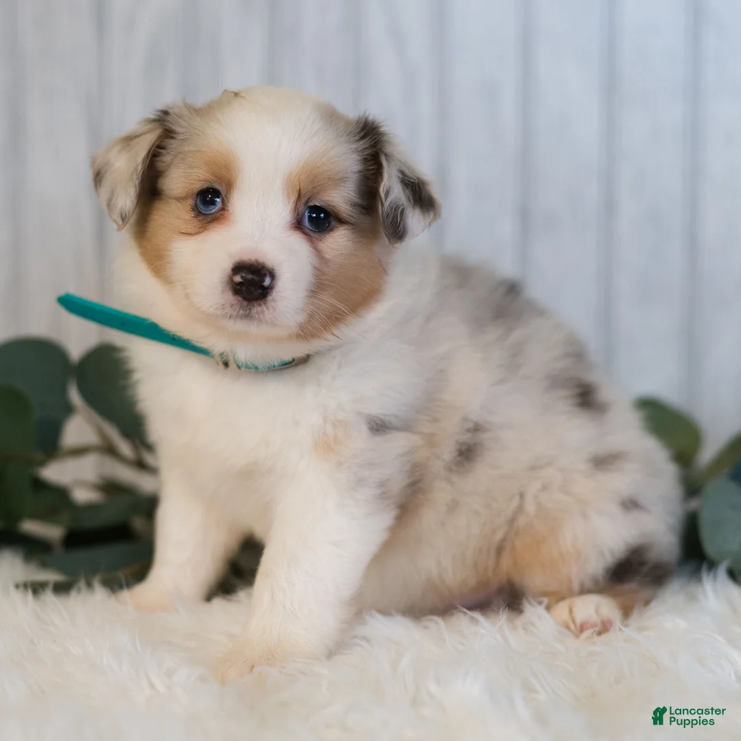Miniature Australian Shepherd dogs for sale: Gloria  - Ad 2