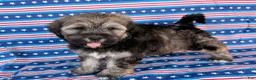 Mixed Breed dogs for sale: Janelle  - Ad 5