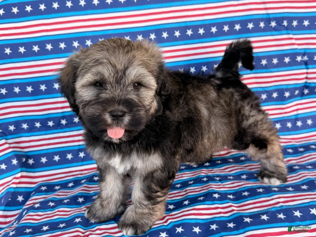 Mixed Breed dogs for sale: Janelle  - Ad 5