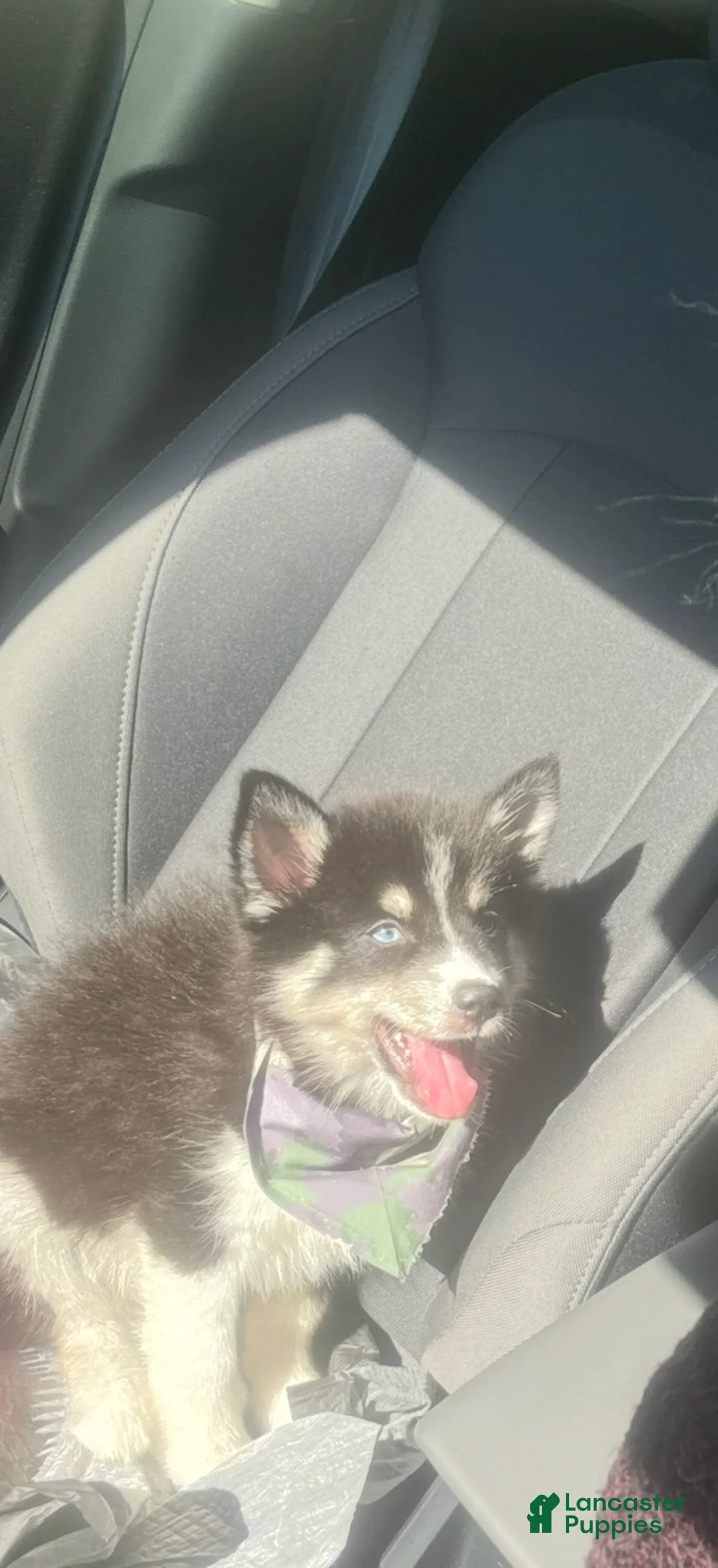 Pomsky dogs for sale: Pomsky Puppy 1 - Ad 3