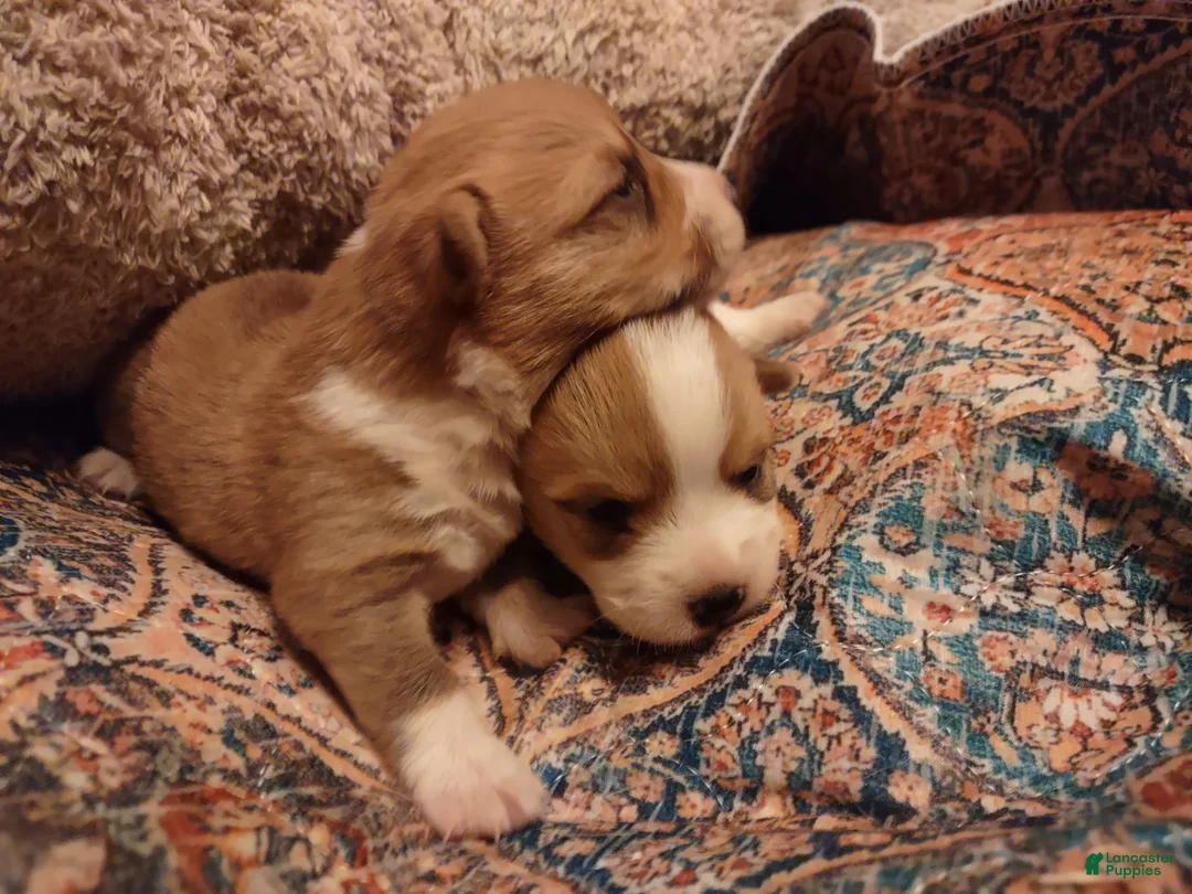 Welsh Corgi Pembroke dogs for sale: Brown Collar  - Ad 12