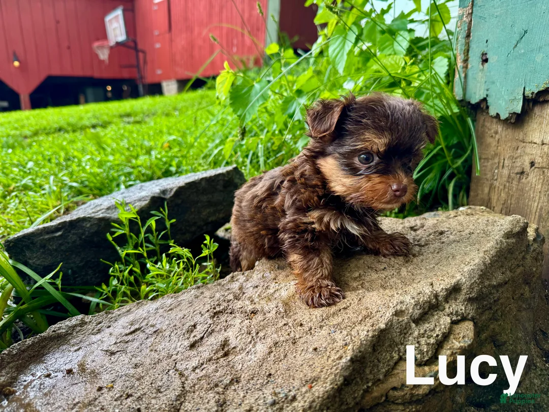 Yorkshire Terrier dogs for sale: Lucy - Ad 3