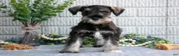 Miniature Schnauzer dogs for sale: Jacob - Ad 1