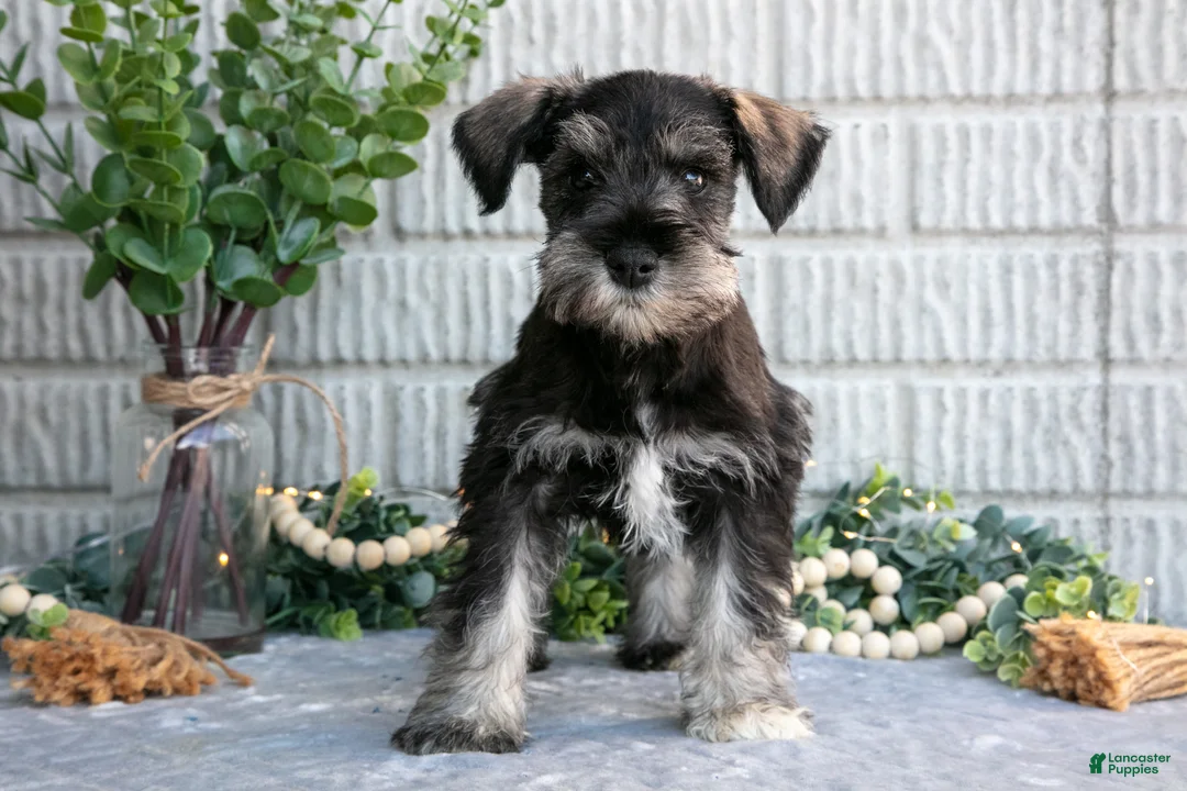 Miniature Schnauzer dogs for sale: Jacob - Ad 1
