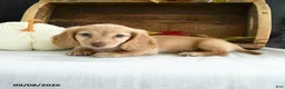 Miniature Dachshund dogs for sale: Conrad - Ad 3
