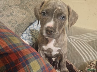 American Pit Bull Terrier dogs American Pit Bull Terrier Puppy 7 - Ad 3