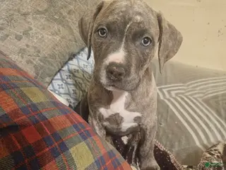 American Pit Bull Terrier dogs American Pit Bull Terrier Puppy 7 - Ad 1