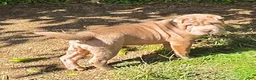 Shar Pei dogs for sale: Lyla - Ad 5