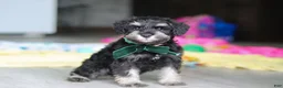 Miniature Schnauzer dogs for sale: Percy - Ad 10