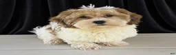 Havanese dogs for sale: Asher - Ad 3