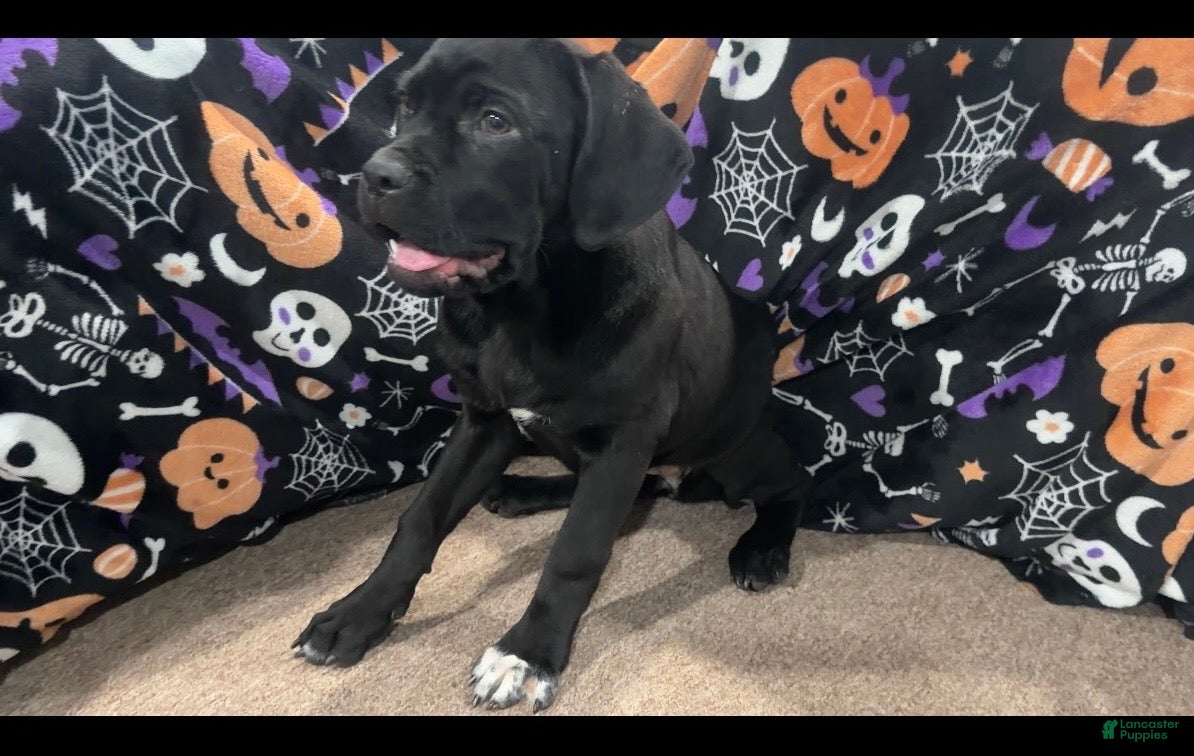 Cane Corso dogs Cane Corso socks - Ad 29