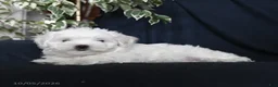 Maltese dogs for sale: Fufu - Ad 4