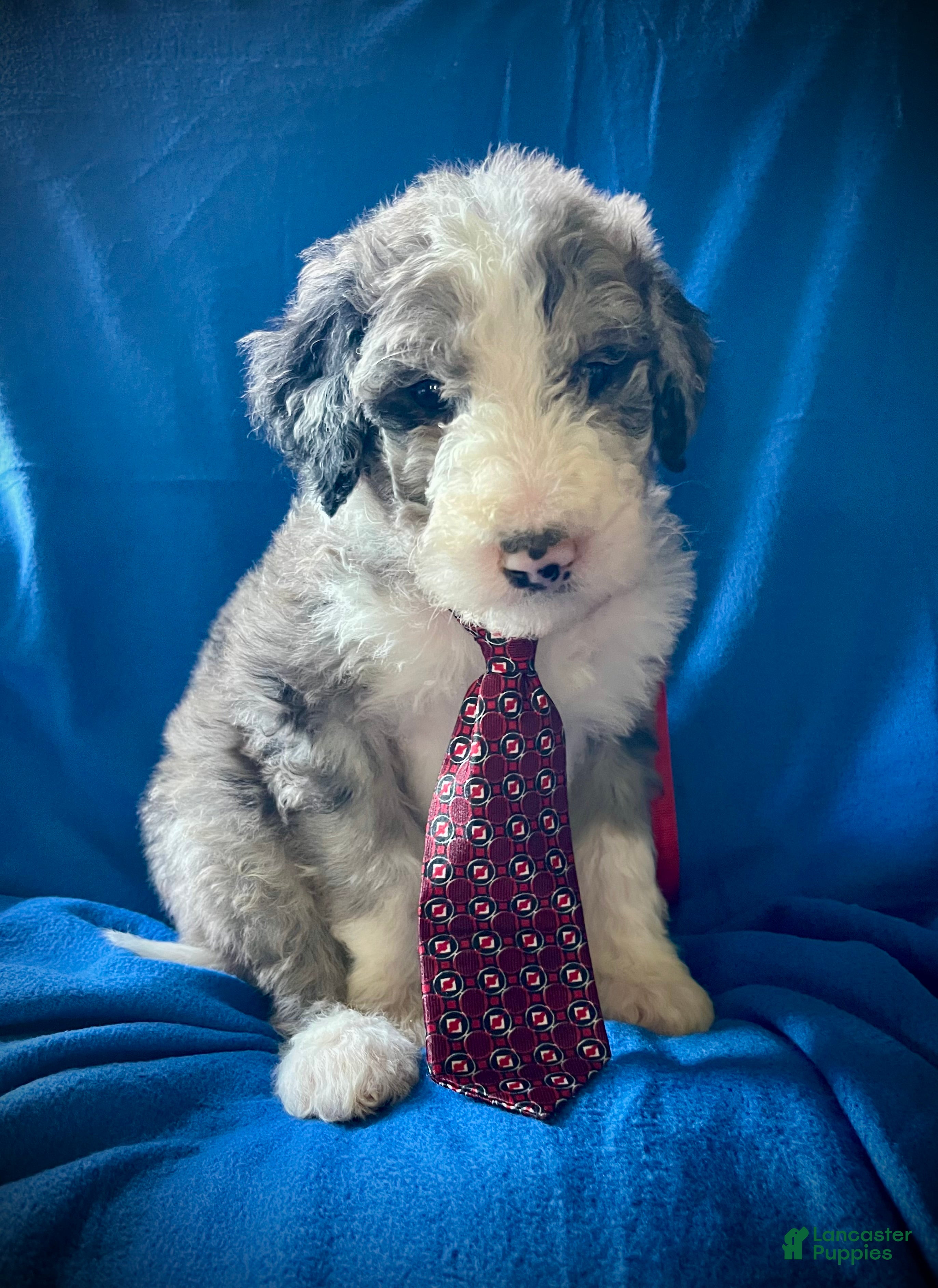 Sheepadoodle dogs Sheepadoodle Puppy 13 - Ad 15
