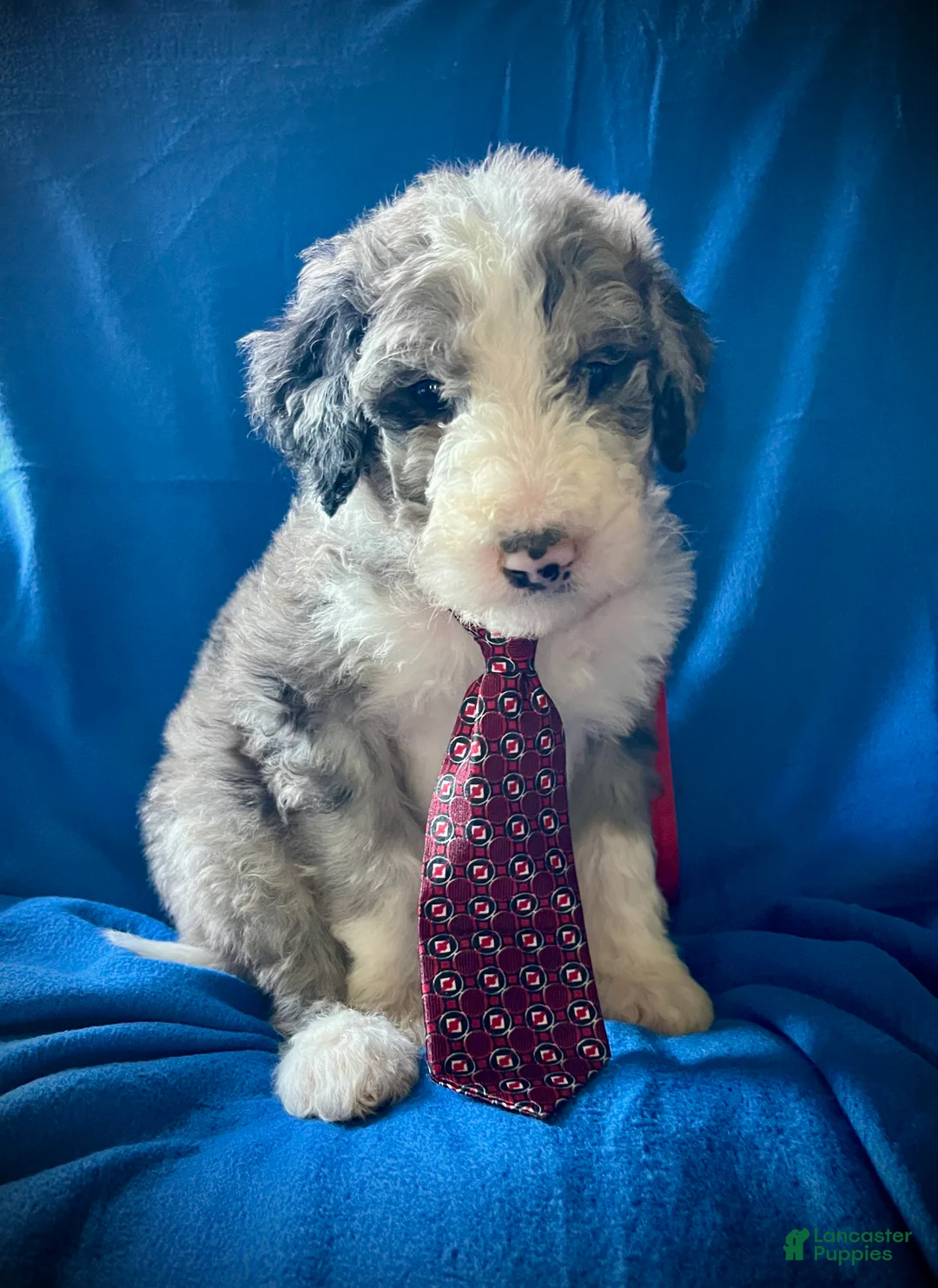 Sheepadoodle dogs for sale: Sheepadoodle Puppy 13 - Ad 1