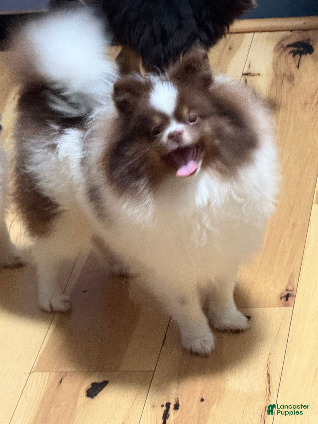 Pomeranian dogs for sale: Pomeranian Puppy 1 - Ad 2